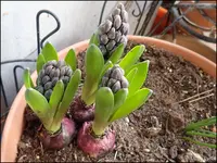 c050.webp