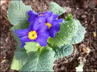 c056.webp