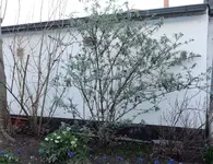 Sommerflieder vor Schnitt 20230226.webp