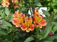P1060197Inkalilie.webp