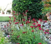 Gartenfotos 5.Juni 2015 021.webp