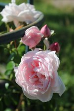 IMG_3059b.jpg