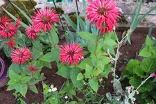 IMG_3124b.webp