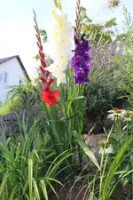 IMG_3202b.webp