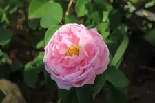 IMG_7747b.webp