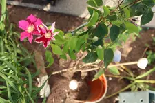 IMG_9383b.webp
