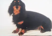 Felix.webp
