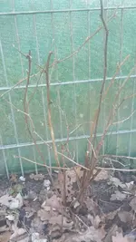 Himbeeren1.webp