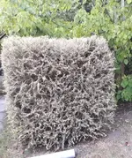 kahlgefressener Buchs.jpg