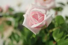 IMG_7740b.webp