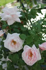 IMG_7791b.webp