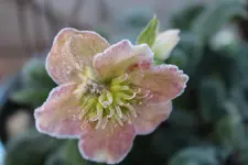 IMG_4392b.webp