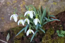 IMG_4441b.webp