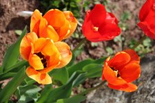IMG_5195b.jpg