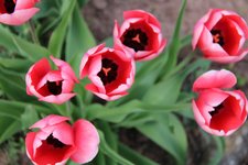 IMG_5363b.jpg