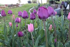 IMG_5505b.jpg