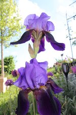 IMG_5907b.jpg