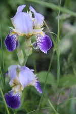 IMG_7099b.jpg