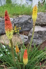 IMG_7120b.webp