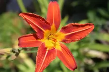 IMG_8211b.webp