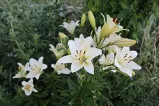 IMG_8694b.webp