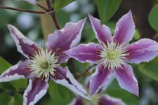 IMG_8729b.webp
