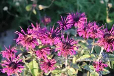 IMG_9106b.webp