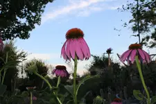 IMG_9137b.webp