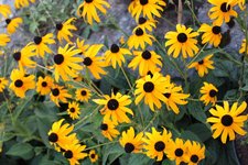 IMG_9601b.jpg