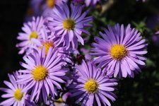 IMG_0225b.jpg