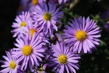 IMG_0225b.webp