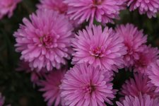 IMG_0473b.jpg