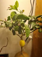 20230210_101217.webp