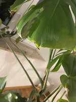 IMG_5095.jpeg