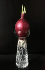 Zwiebel Tropea bewurzeln_Lauch ziehen.webp