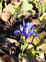 P1000312Iris reticula.JPG