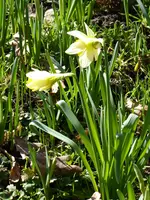 P1000314Narzissen.webp