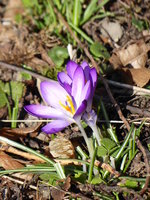 P1000315Krokus.JPG