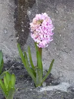 P1000322Hyazinthe.webp