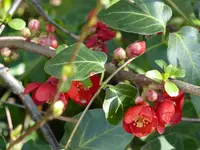 P1000325Zierquitte.webp