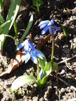 P1000337sibierischer Blaustern.JPG