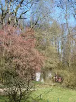 P1000341Hasel in gelb und rot.webp