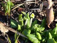 P1000344Schlüsselblume.webp