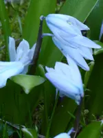 P1000351kaukasischer Blaustern.webp
