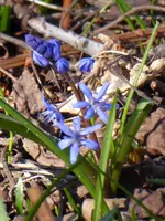 P1000380Blaustern (Scilla bifolia).webp