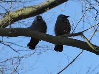 P1000310Dohlen.webp