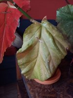 IMG_20230303_115007.jpg