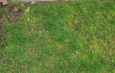 Rasen T9S 20230225.webp