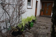 Agapanthus      0123.JPG