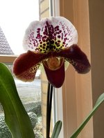 21127D22-EFCE-4490-8AD6-3EA47B198615.jpeg